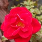 LMTD Роза на штамбе 5-и летняя "Royal Red" (укорененный саженец в горшке, высота130-150см) купить
