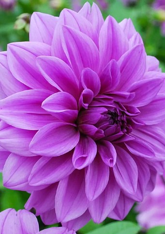 Георгина "Lilac Time"