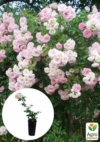 Роза в контейнере мускусный гибрид "Bouquet Parfait" (саженец класса АА+)
