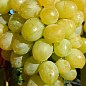 Виноград "Валек" (сверхранний крупный мускат с грушевым привкусом, вес грозди до 2000гр)