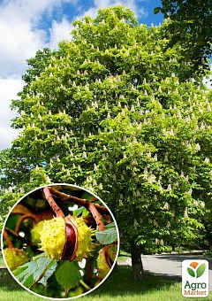 Саженцы популярных декоративных растений купить в Киеве, Одессе и ...