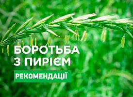 Як позбутися пирію - корисні статті про садівництво від Agro-Market