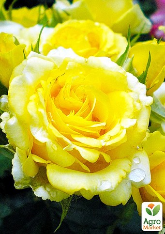 Троянда флорибунда "Golden Border" (саджанець класу АА+) вищий сорт 