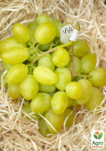 Виноград "Буба" (сверхкрупный виноград со сладкой, хрустящей ягодой) - фото 2