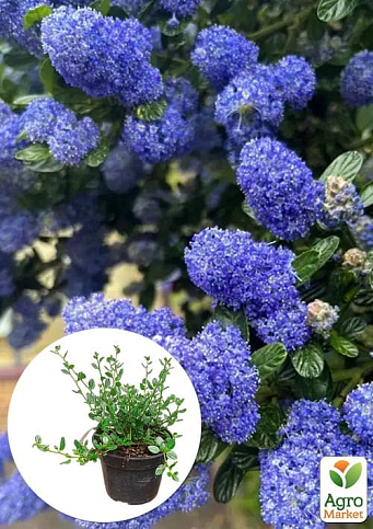 Цеанотус "Вікторія" (Ceanothus impressus Victoria) вазон С3