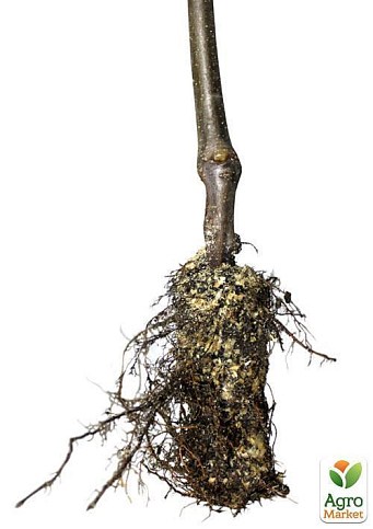 Дерево-сад укорененный в контейнере Яблоня "Голден Рейнджерс+Фуджи Фубракс+Джеромин" саженец 2 года - фото 2