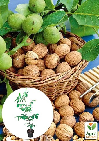 LMTD Горіх волоський щеплений "Walnut" висота 90-100см