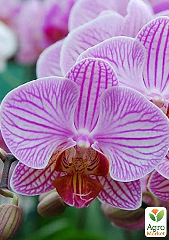 Орхидея (Phalaenopsis) "Tiger" - фото 3
