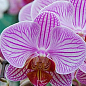 Орхидея (Phalaenopsis) "Tiger" цена