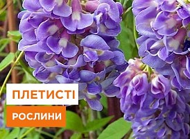 Невибагливі плетисті рослини для дачі - корисні статті про садівництво від Agro-Market