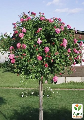 Троянда штамбова Спрей "Lydia" (саджанець класу АА+) вищий сорт - фото 2