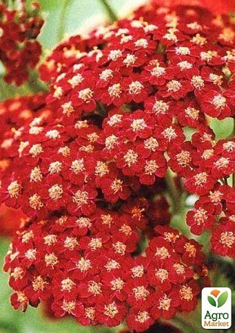 Тысячелистник "Red Velvet"