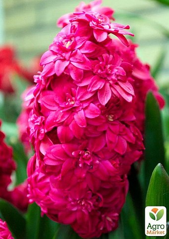 Гіацинт махровий "Hollyhock" 2шт в упаковці