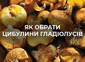 Як обрати цибулини гладіолусів? Рекомендації від Agro-market