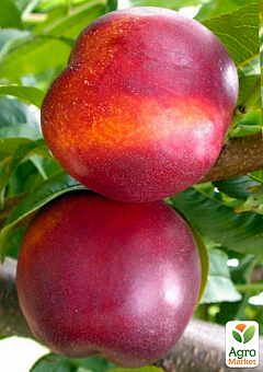 Нектарин "Рубиновый" (лысый персик, летний сорт, средний срок созревания)1