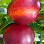Нектарин "Рубиновый" (лысый персик, летний сорт, средний срок созревания)