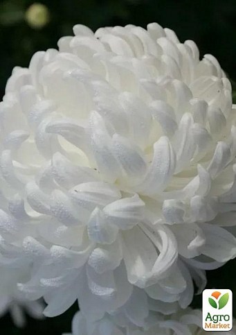 Хризантема "Cosmo White" (Нидерланды)