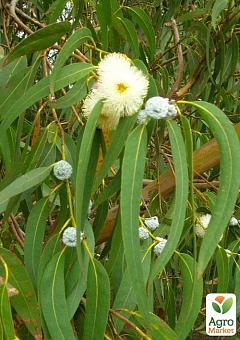 Евкаліпт Цитрусовий "Eucalyptus Citriodora" (цитрусовий аромат з ноткою бальзаму)2