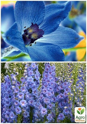 На вагу Дельфініум "Блакитний Король" ТМ "Весна" ціна за 2г - фото 4