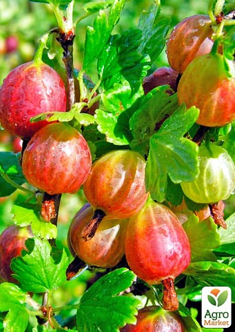 Крыжовник "Хинномаки Род" (Ribes uva-crispa "Hinnonmäki Röd") Нидерланды, вазон П9