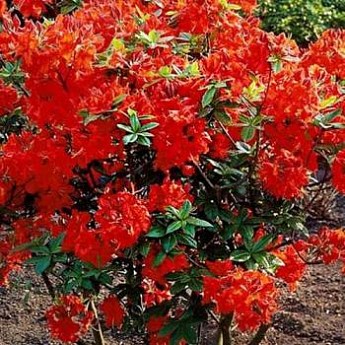 Рододендрон красный "Вариегата" (Variegata) - Цветущие - купить в ...