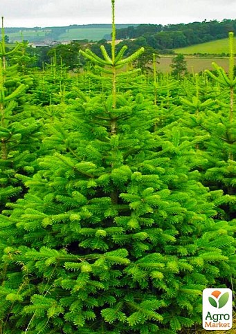 Пихта Нордмана (живая пихта в горшке, высота 70-90см)