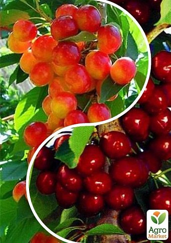 Черешня колоновидна, комплект з 2-х сортів "Стиглий сад" (Ripe garden) 2шт саджанців