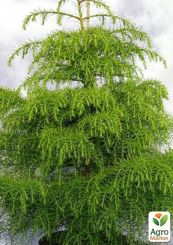Криптомерия японская "Элеганс Виридис"(Cryptomeria japonica "Elegans Viridis") вазон Р9