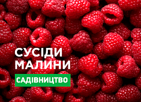 Що посадити поряд з малиною - корисні статті про садівництво від Agro-Market