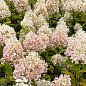 Гортензия 3-х летка метельчатая "Magical Sweet Summer"