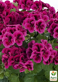 Пеларгония Королевская Candy Flowers "Violet" (контейнер № 10, высота 10-20 см)1