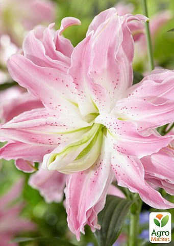 Лілія Махрова "Lotus Queen"