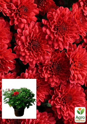 Хризантема Садовая "Aduro Red" (горшок ф12 высота 20-30см)