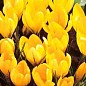 Крокус великоквітковий "Yellow" 5шт в упаковці цена