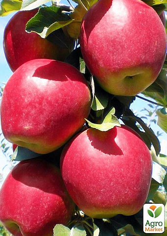 Яблуня "Моді" (зимовий сорт, пізній термін дозрівання)