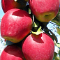 Яблуня "Моді" (зимовий сорт, пізній термін дозрівання)