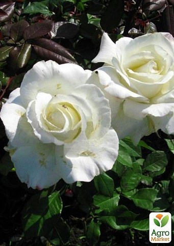 Троянда чайно-гібридна "Акіто" (Akito®) (саджанець класу АА +) вищий сорт - фото 2