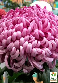 Хризантема крупноцветковая "Faibelle" (вазон С1 высота 20-30см)1