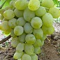 Виноград "Гарольд"