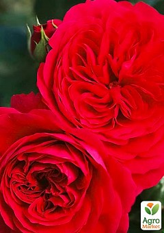 Троянда флорібунда "Ред Леонардо" (саджанець класу АА+) висший сорт1