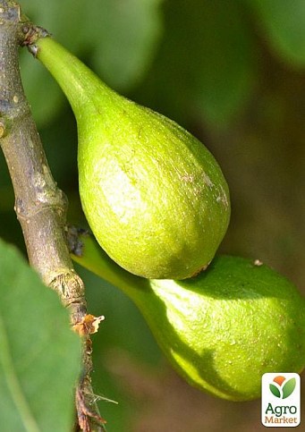 Ексклюзив! Інжир жовто-зелений "Тріумфальний" (Triumphal) (преміальний високоврожайний сорт) - фото 2