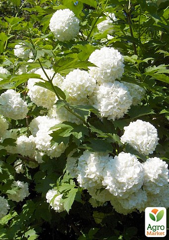 Калина декоративная "Pohjan Neito"(Viburnum opulus "Pohjan Neito")