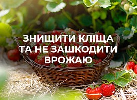 Садовий лікар! Захищаємо полуницю від кліща - корисні статті про садівництво від Agro-Market
