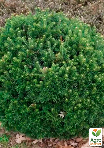 Ялиця субальпійська "Green Globe" (ком/сітка) висота 60-70 см - фото 3