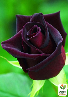 Троянда чайно-гібридна "Чорний принц" (саджанець класу АА +) вищий сорт9