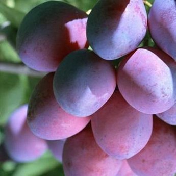 Слива "Киргизская Зимняя" (поздний срок созревания) купить почтой в ...