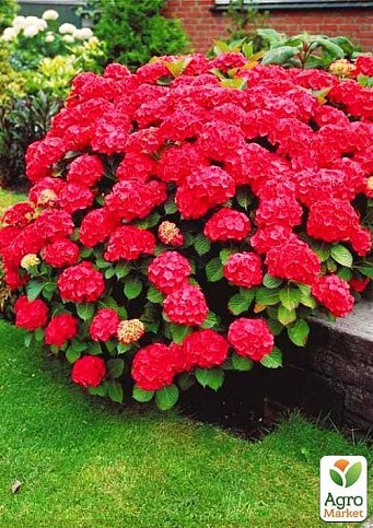 Гортензия крупнолистная красная "Красная красавица" (Red beauty) - фото 4