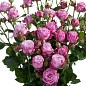 Роза мелкоцветковая (спрей) "Lady Bombastic" (саженец класса АА+) высший сорт