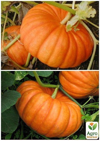 На вагу Гарбуз "Медовий" ТМ "Весна" ціна за 10г - фото 4