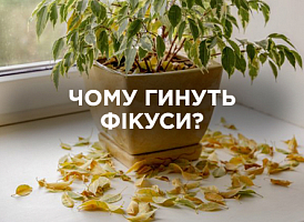 Причини загибелі фікусів: як зберегти рослину | Agro-market